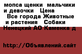 мопса щенки -мальчики и девочки › Цена ­ 25 000 - Все города Животные и растения » Собаки   . Ненецкий АО,Каменка д.